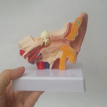 1,5 Reizes Cilvēka Auss Anatomiju Modeli, Parādot Orgānu Struktūru Centrālajā un Ārējās Ausis Mācību materiāli