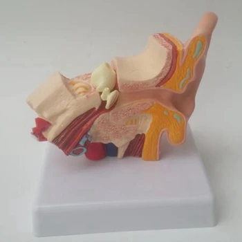 1,5 Reizes Cilvēka Auss Anatomiju Modeli, Parādot Orgānu Struktūru Centrālajā un Ārējās Ausis Mācību materiāli