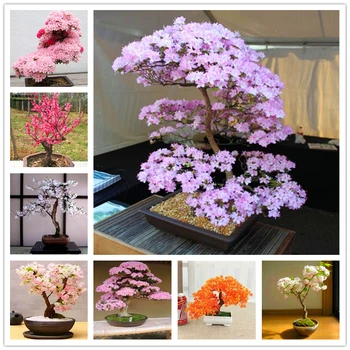15Pcs Bonsai Sakura Sēklas, Dārzs, Dabas Augu Izcelsmes Smaržas Cute Mini Sakura Ziedu Augļu Būtība Lūpu Maska HB8