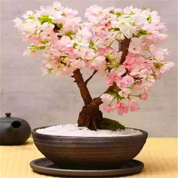 15Pcs Bonsai Sakura Sēklas, Dārzs, Dabas Augu Izcelsmes Smaržas Cute Mini Sakura Ziedu Augļu Būtība Lūpu Maska HB8
