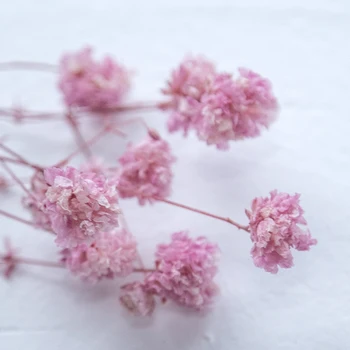 1g/maiss Aromterapijas vaska puķu Mūžīgo ziedu Gypsophila Konservētas Puķes diy materiāliem