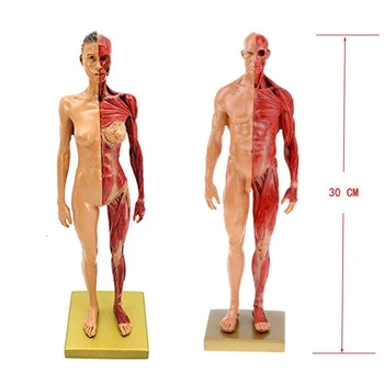 30cm Sveķu Sieviešu Cilvēka Ķermeņa Muskuļu Statuja Skulptūru Cilvēka Anatomijas Anatomija skelets Medicīnas Mākslinieks, Zīmēšanas instrumenti, Piederumi