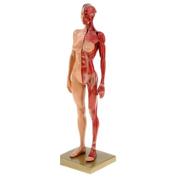 30cm Sveķu Sieviešu Cilvēka Ķermeņa Muskuļu Statuja Skulptūru Cilvēka Anatomijas Anatomija skelets Medicīnas Mākslinieks, Zīmēšanas instrumenti, Piederumi