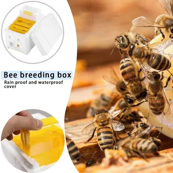 Bišu Audzēšana Pārošanās Bišu Strops, Nuc Ražas Apputeksnēšanu, Bišu Stropu Lodziņā Rezerves Biškopības Instrumenti Biškopis Piederumi