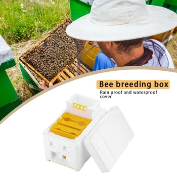 Bišu Audzēšana Pārošanās Bišu Strops, Nuc Ražas Apputeksnēšanu, Bišu Stropu Lodziņā Rezerves Biškopības Instrumenti Biškopis Piederumi