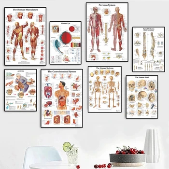 Cilvēka Anatomija Muskuļu Sistēma Mākslas Audekla Apgleznošana, Body Art Attēlu un Plakātu Apdare, Ģimenes Medicīnas Izglītību, Bezrāmju