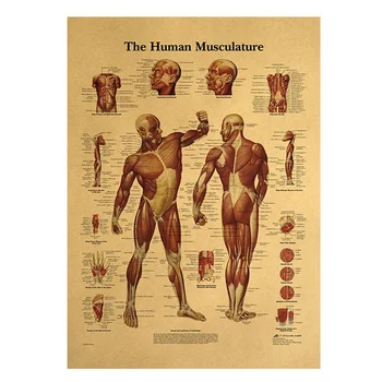 Cilvēka Ķermeņa Attēlojums-Muskuļu Audu Kraftpapīrs Retro Plakāta Klasē Muzejs Apdare, Krāsošanas Ķermeņa Diagramma Interpretācija