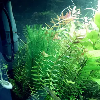 SHGO KARSTI Akvārija Dekorācijas Zivju Tvertnes Mākslīgā Zaļš Ūdens Augiem, kas Izgatavoti No Zīda Audumi, Plastmasas, netoksisks Un Drošs Visiem F