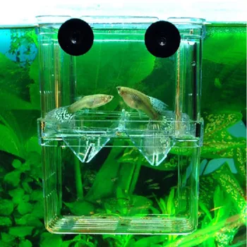 Zivju Audzēšanas Akvāriju Lodziņā Inkubators